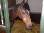Polly