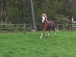 Remco
