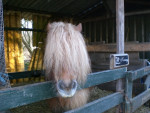 Tommy op stal